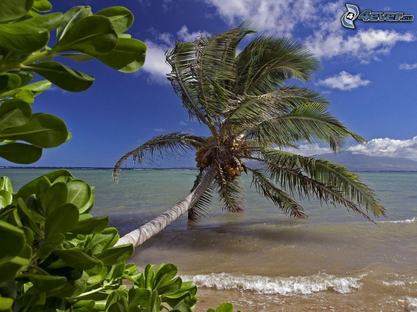 palmträd över hav