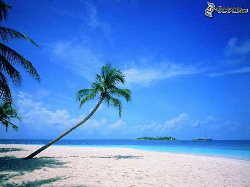 palmträd över sandstrand, hav, sand