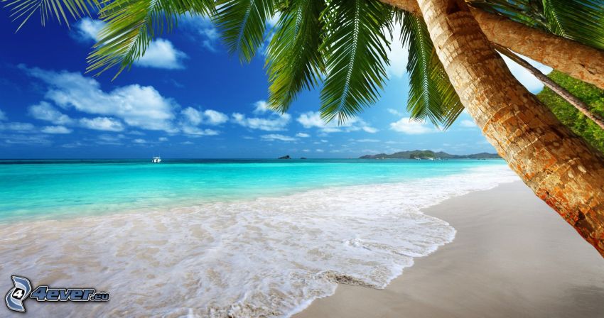 sandstrand, palmer, öppet hav