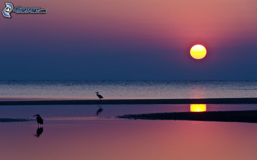 solnedgång över hav, pelikaner, strand