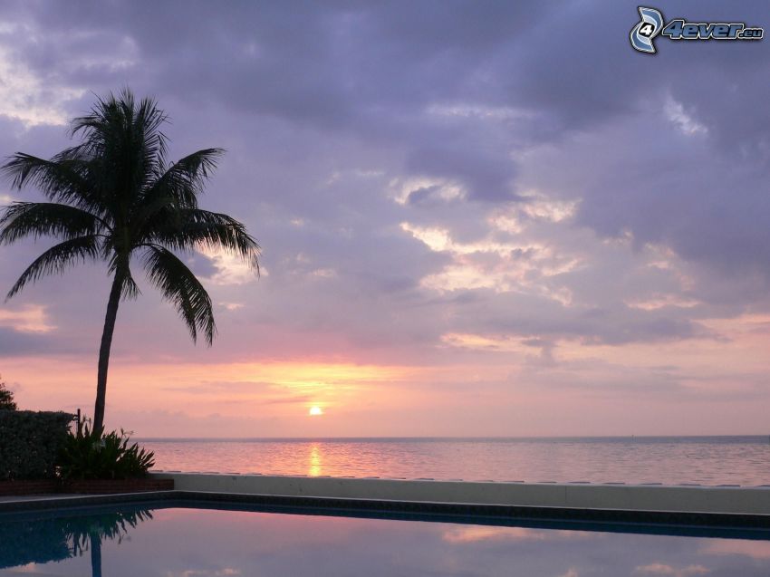 solnedgång över havet, palm, bassäng
