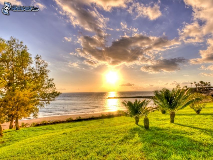 solnedgång över havet, palmer