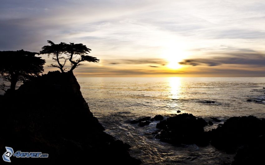 solnedgång över havet, siluett av ett träd