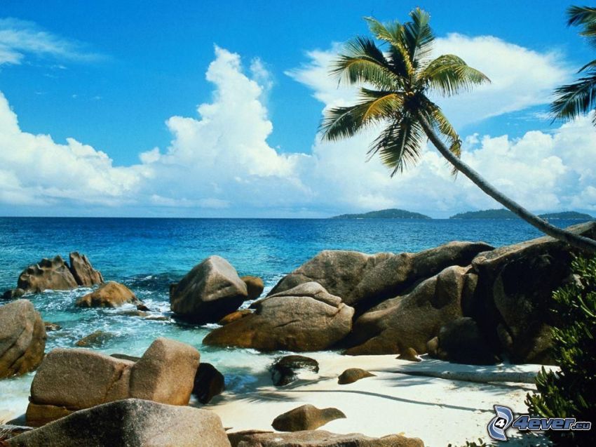 strand, palm, himmel, hav, romantik, sand