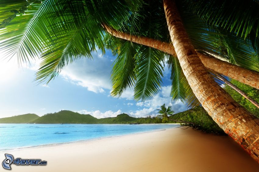 strand, palmträd över havet, hav, bergskedja