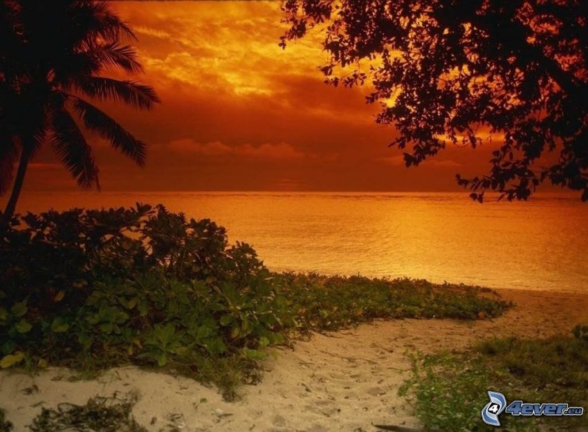 strand efter solnedgång, sandstrand, hav, orange himmel
