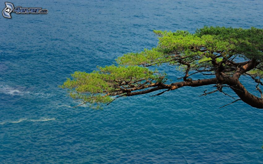 träd, hav