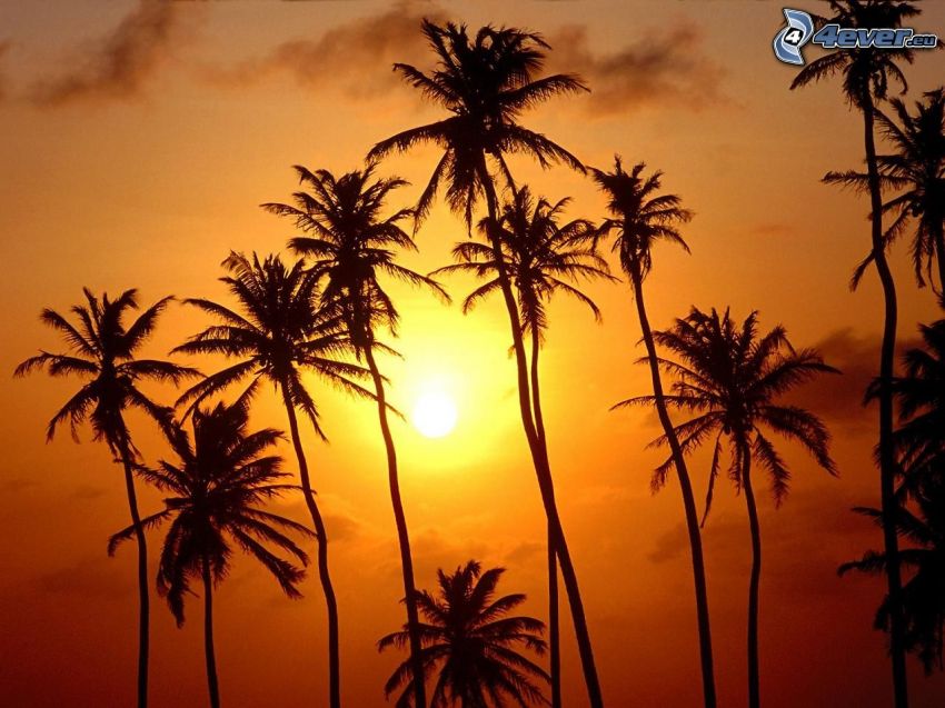 solnedgång bakom palmträd