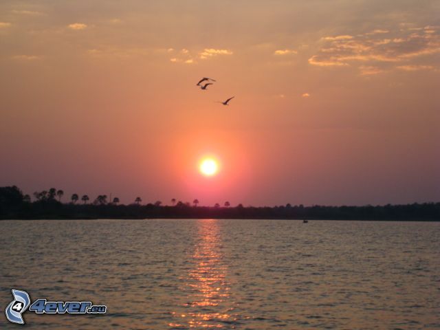 solnedgång över sjö, fåglar