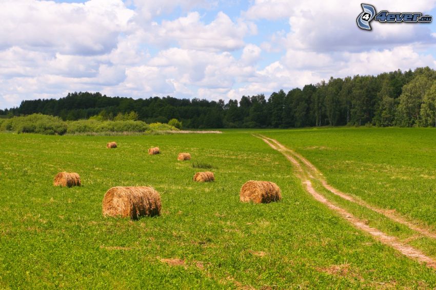 hö efter skörd, åker, fältstig, skog