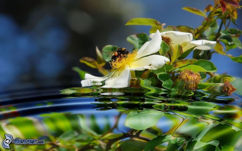 humla på en blomma, vit blomma, vatten