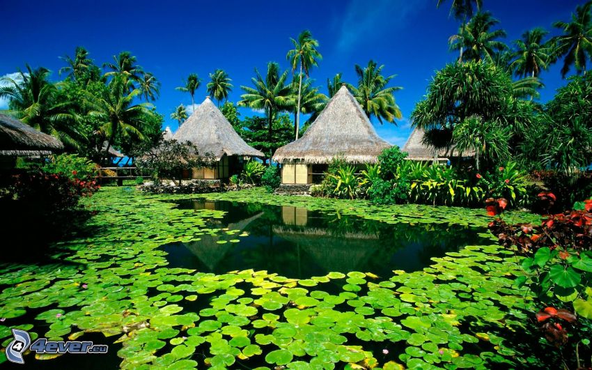 hus på vattnet, palmer, näckrosor, sjö