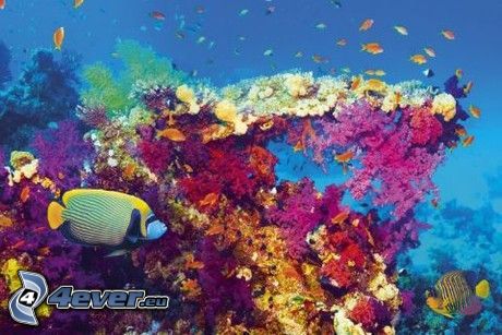 korallrev, färgglada fiskar