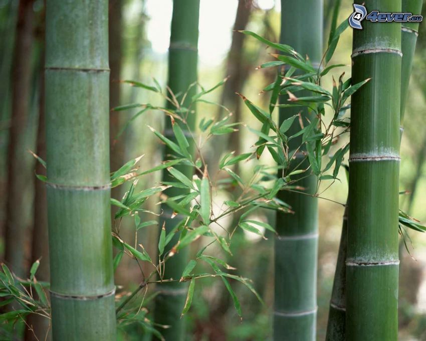 bambu, gren, trädstammar