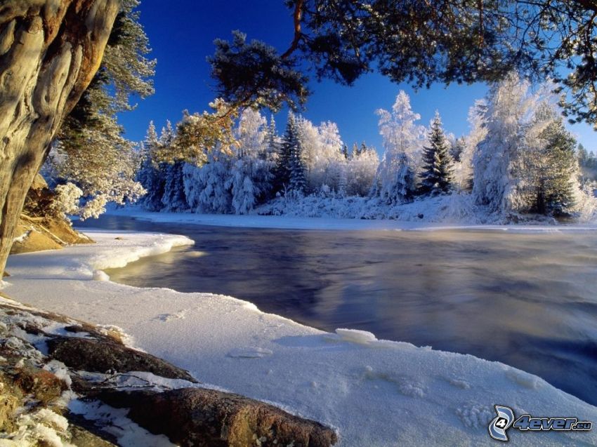 frusen flod vid solnedgång, frysta träd, vinter, is