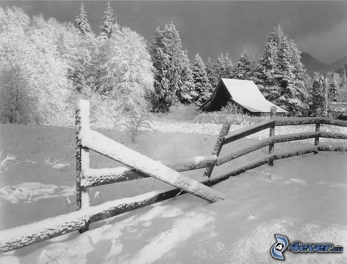 gammalt snötäckt staket, stuga, barrskog