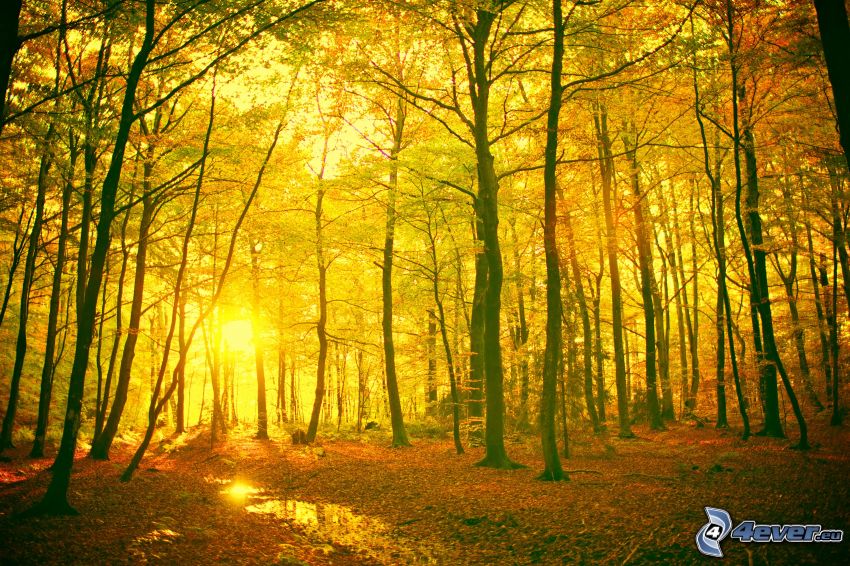 gul höstskog, solnedgång i skogen, löv