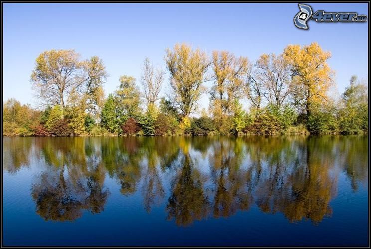 höstträd vid flod, trädgränd, gula träd, spegling, sjö, lugn vattenyta
