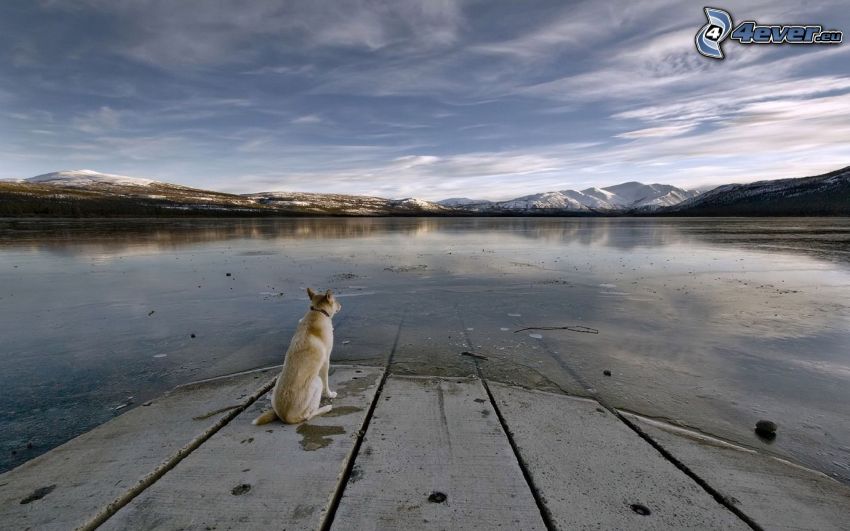 hund vid sjö, bergskedja