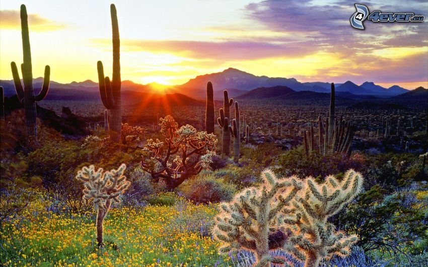 kaktusar, solnedgång, kullar, blommor