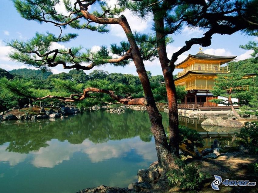 kinesiska pagoden, sjö, barrträd
