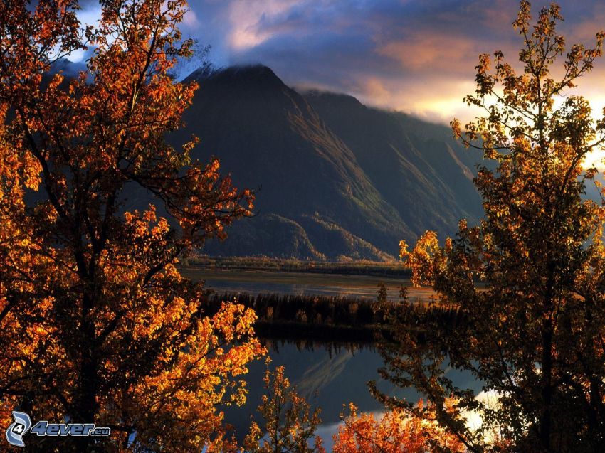 Matanuska Valley, Alaska, gula träd, kulle, sjö