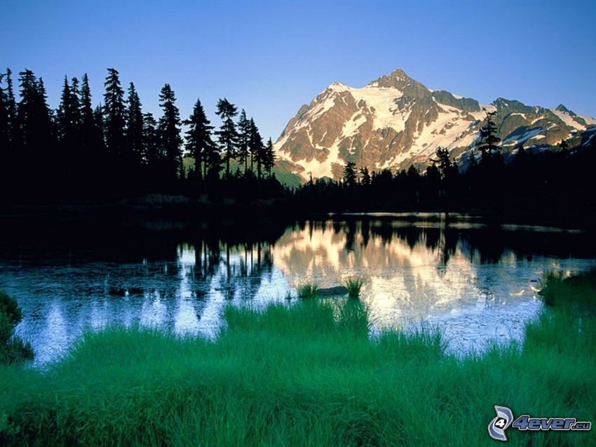 Mount Shuksan, snöiga berg ovanför sjö, kulle, barrträd, siluetter av träd, grönt gräs