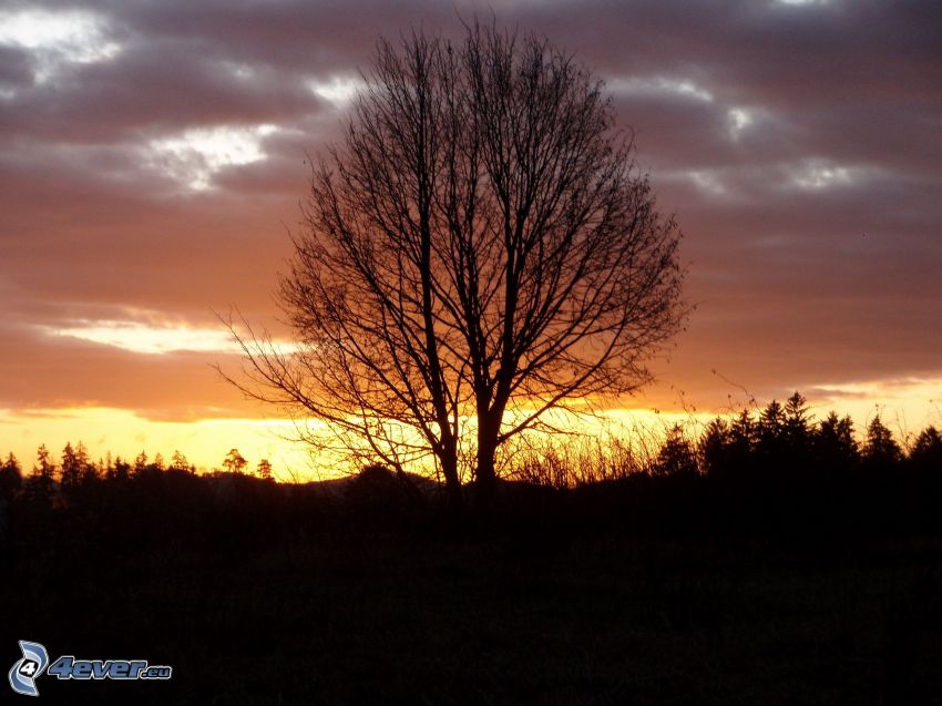 siluett av ett träd, solnedgång, kvällsjus, silhuett av skog
