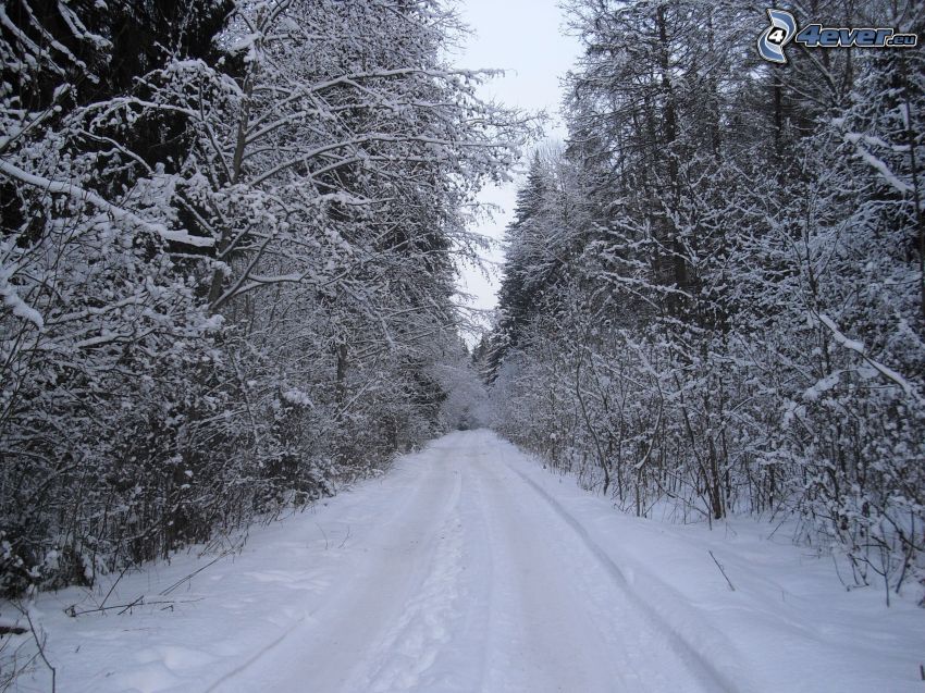 snöig skog, skogsväg