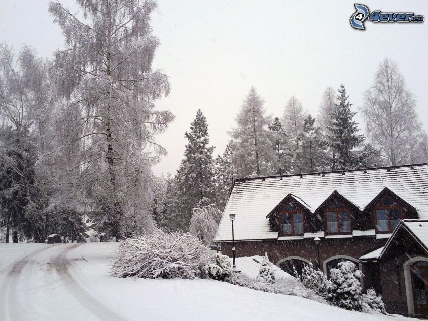 snöig stuga, snöig väg, snöklädda träd, snö, vinter, buskar