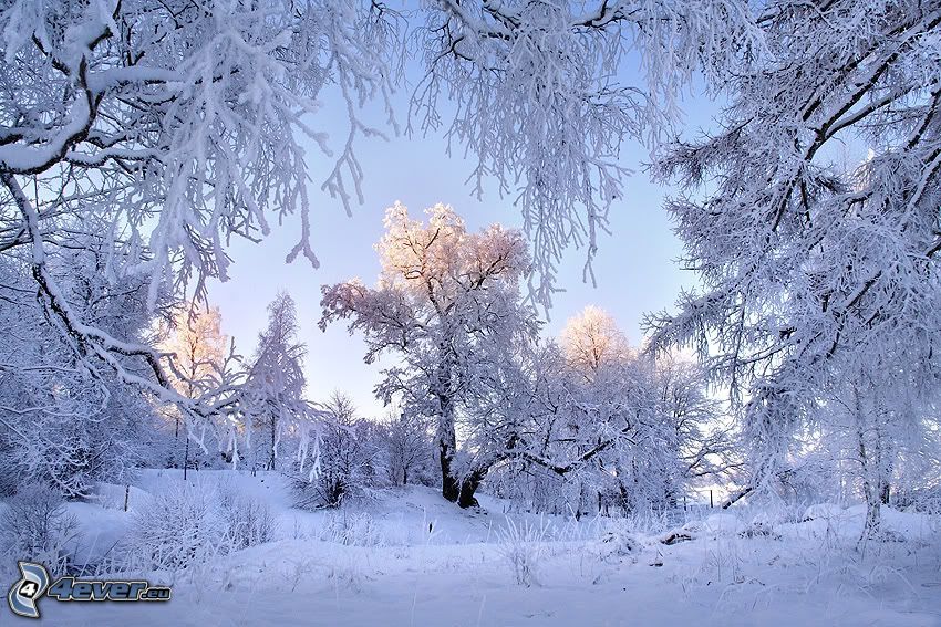 snöigt landskap, frysta träd