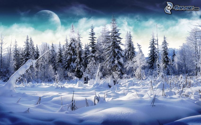 snöigt landskap, skog