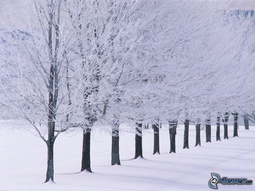 snöklädda träd, trädgränd, vinter, snö