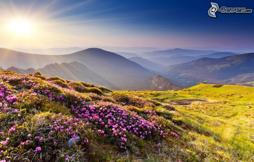 solnedgång över berg, äng, lila blommor