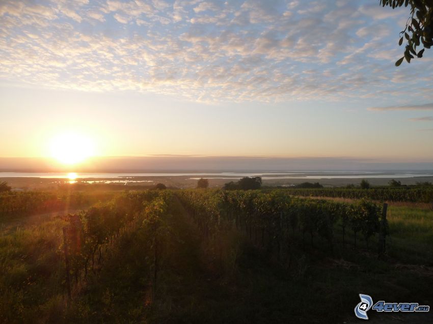 soluppgång, Neusiedlersjön, vingård, moln