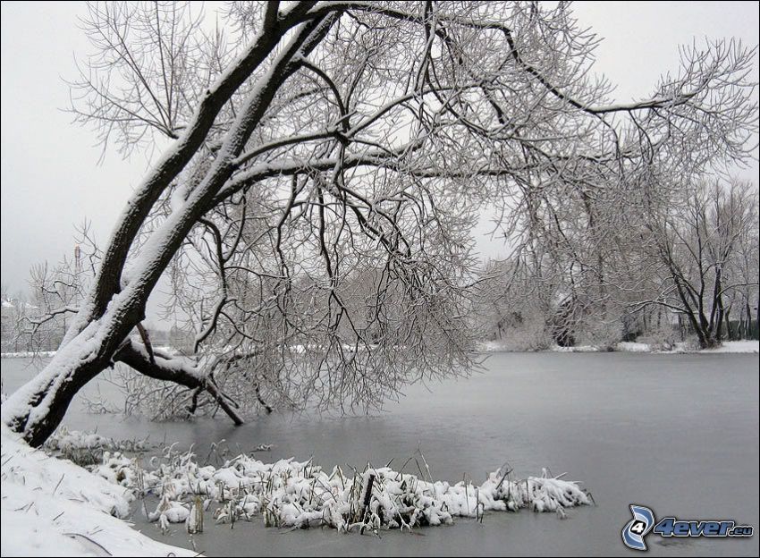 träd över flod, snö, is