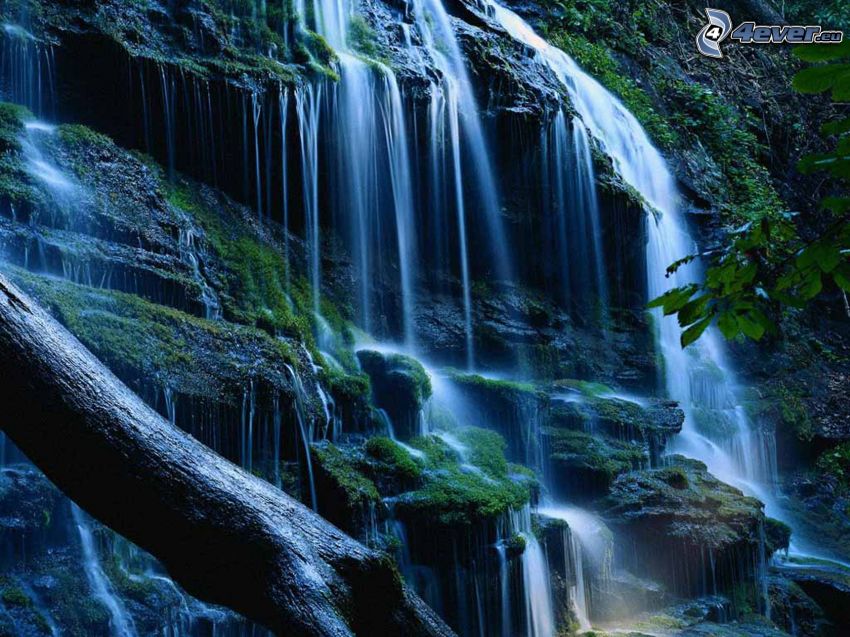 vattenfall i regnskog, stam