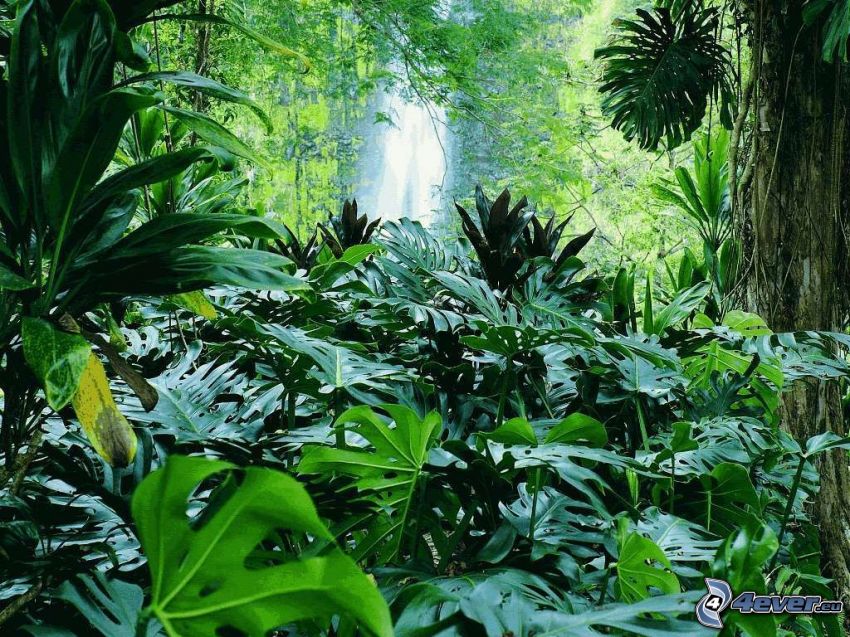 vattenfall i skogen, urskog, djungel
