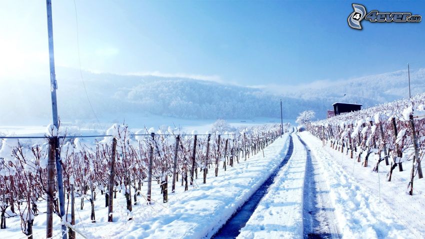 vingård, snö, väg