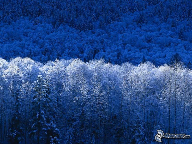 vinter, frost, skog, berg