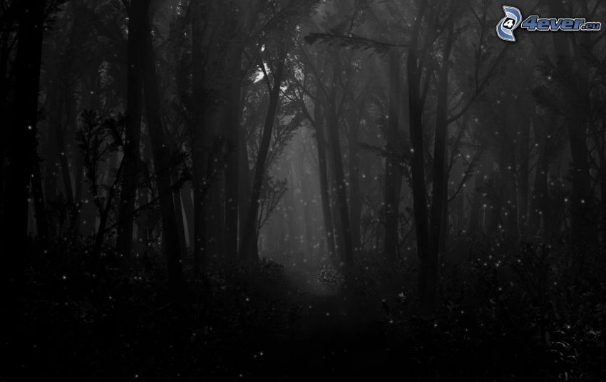 mörk skog, svart och vitt