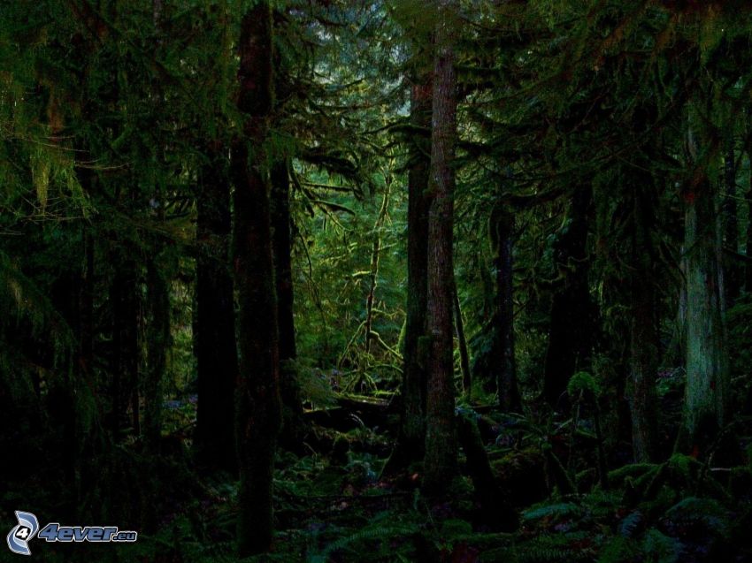 mörk skog, urskog