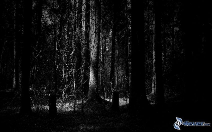 mörk skog