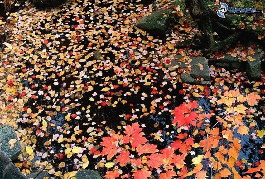 nedfallna löv, färggranna blad, vatten