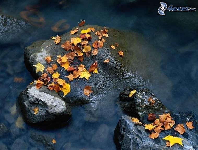 nedfallna löv, stenar, vatten