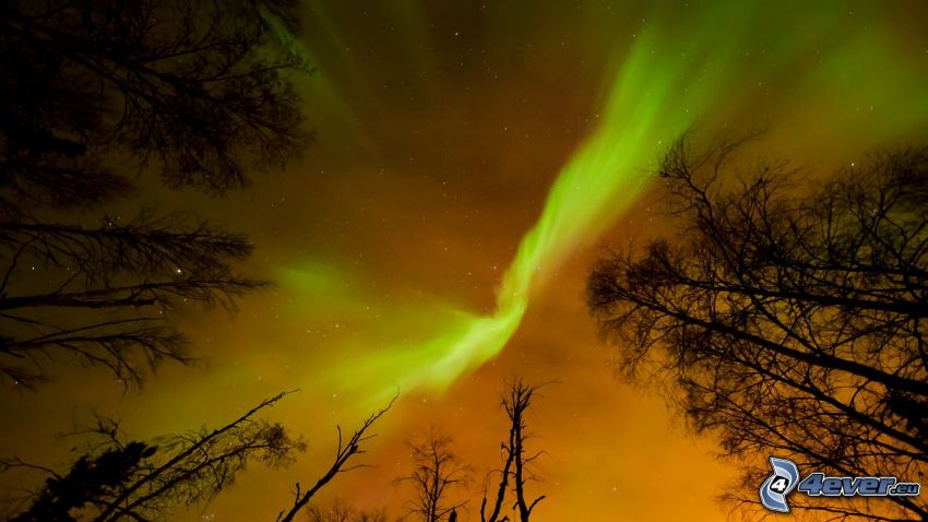 norrsken, siluetter av träd