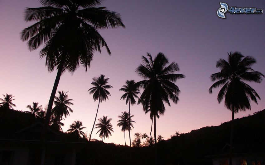 palmer, siluetter av träd