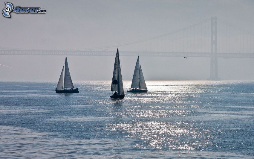 segelbåtar, bro, Golden Gate