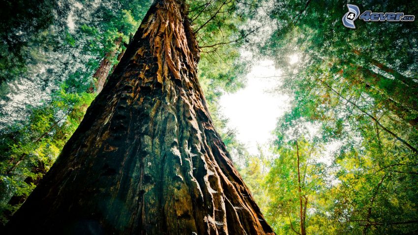sequoior, träd, skog, bark