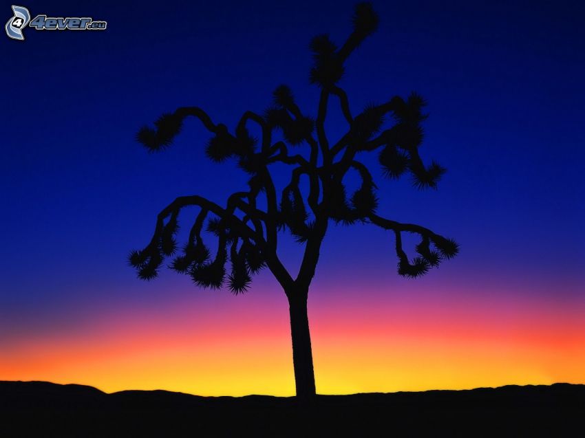 siluett av ett träd, kvällshimmel